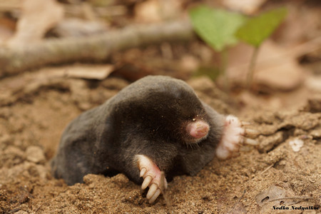 Учени от Националния природонаучен музей в БАН Природонаучния музей в