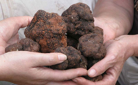 Събирачи на трюфели от цялата страна се събраха в Русе