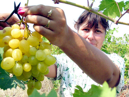 Заради влагата от дъждовете по лозите са се появили много