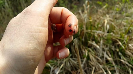 Общинската управа в Перник е прецакала общинското търговско дружество Дезинфекция