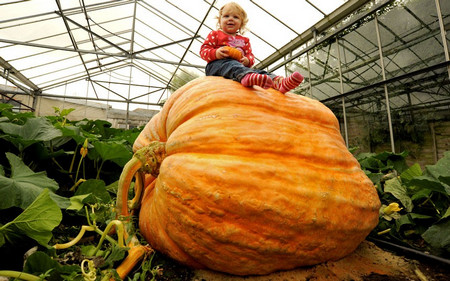 В столица на тиквата ще се превърне Севлиево от 11