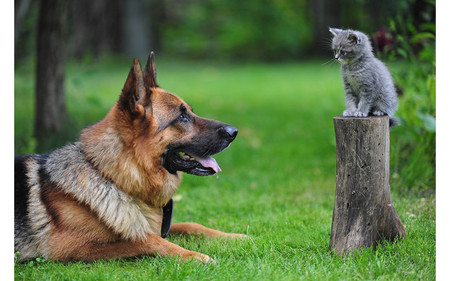 Котки и кучета могат да виждат ултравиолетовите лъчи с просто