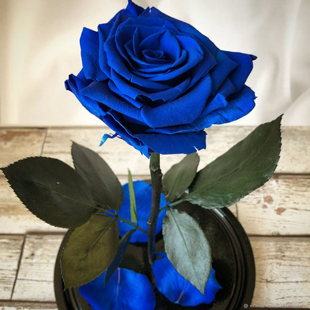 Китайски учени създадоха първата истинска синя роза като използваха бактерия