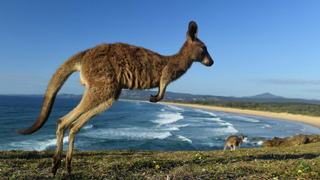 Учените разкриха причината за странното поведение на кенгуру в Югоизточна