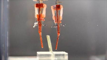 Изследователи от Токайския университет създадоха биохибриден робот който е изграден