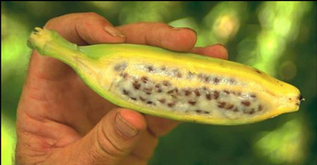 Дивите банани може би държат ключа към запазването на ядливите