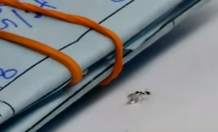 Mравка се опита да задигне малък диамант от бижутерски магазин