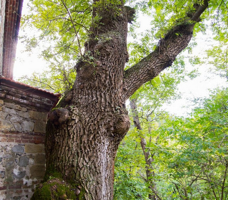 200 годишен ясен в Перник лекува болести и премахва стреса Чудодейното